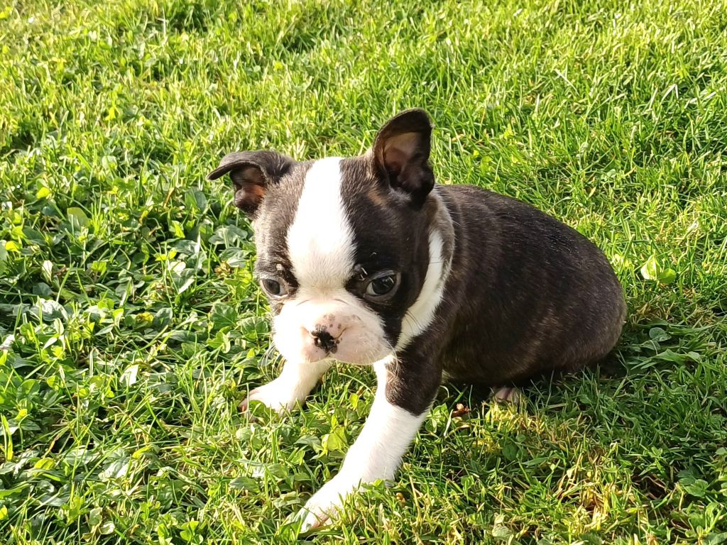 De Goute Agude - Chiot disponible  - Boston Terrier