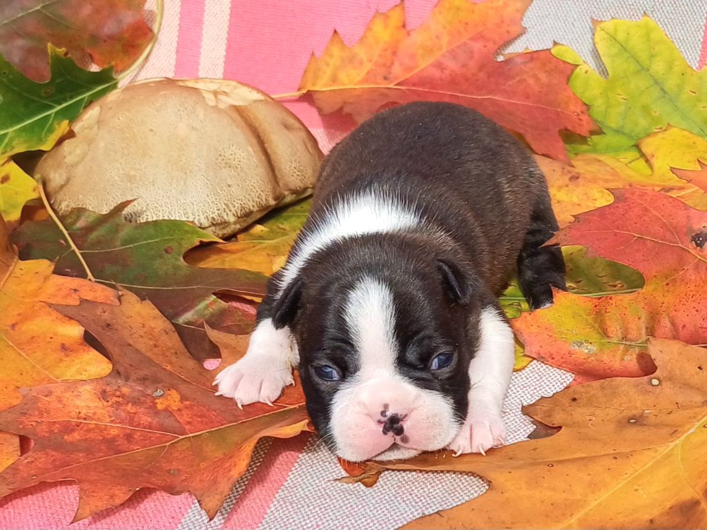 De Goute Agude - Chiot disponible  - Boston Terrier