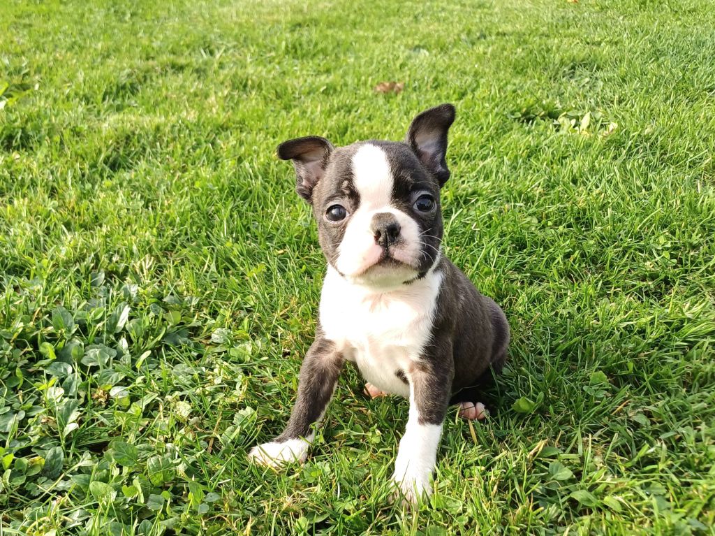 chiot Boston Terrier De Goute Agude