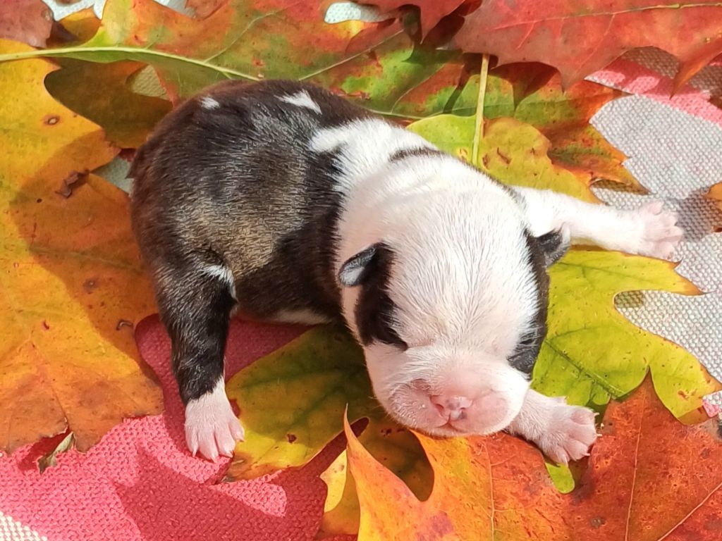 De Goute Agude - Chiot disponible  - Boston Terrier