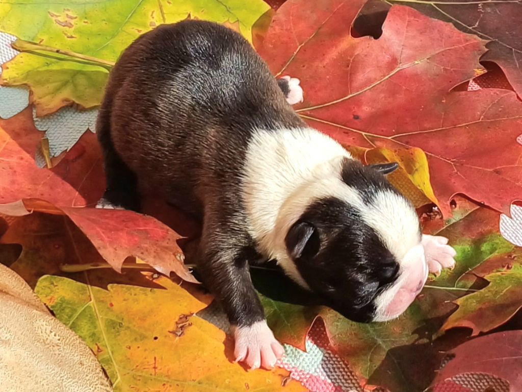 De Goute Agude - Chiot disponible  - Boston Terrier