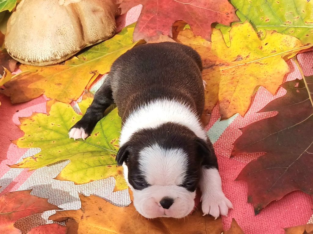 De Goute Agude - Chiot disponible  - Boston Terrier