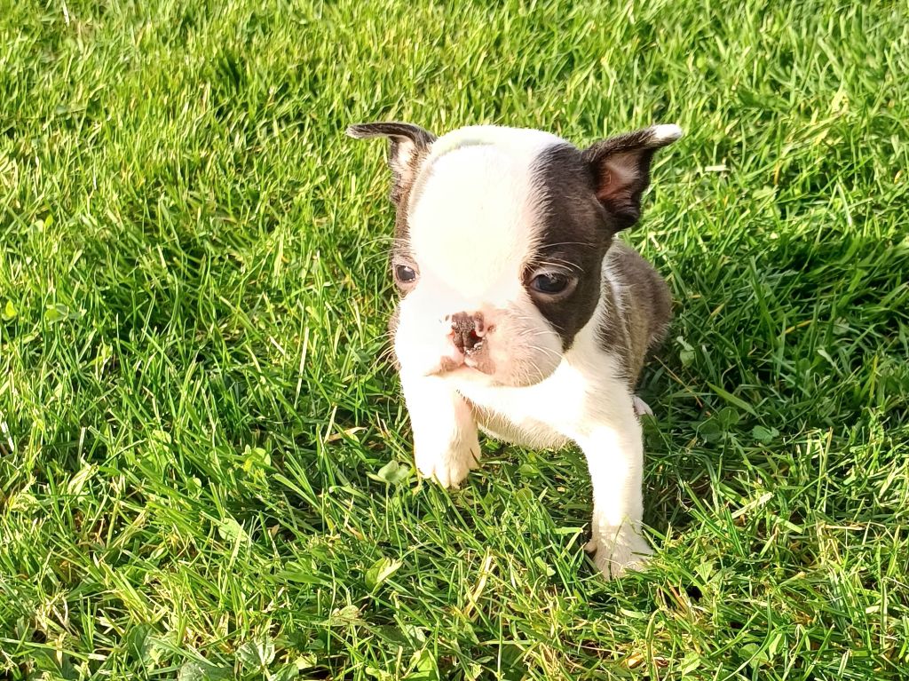 De Goute Agude - Chiot disponible  - Boston Terrier