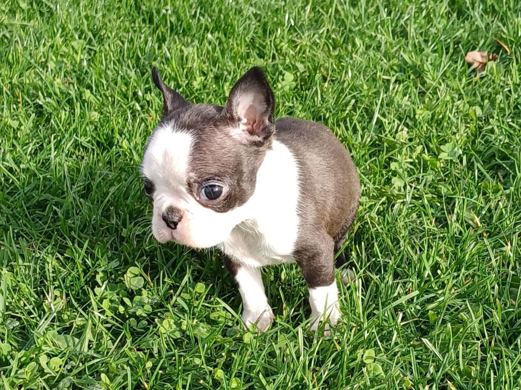 De Goute Agude - Chiot disponible  - Boston Terrier