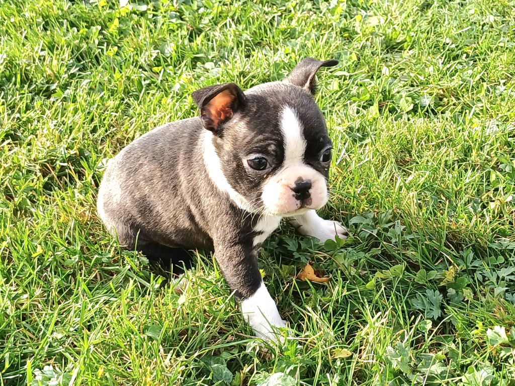 De Goute Agude - Chiot disponible  - Boston Terrier