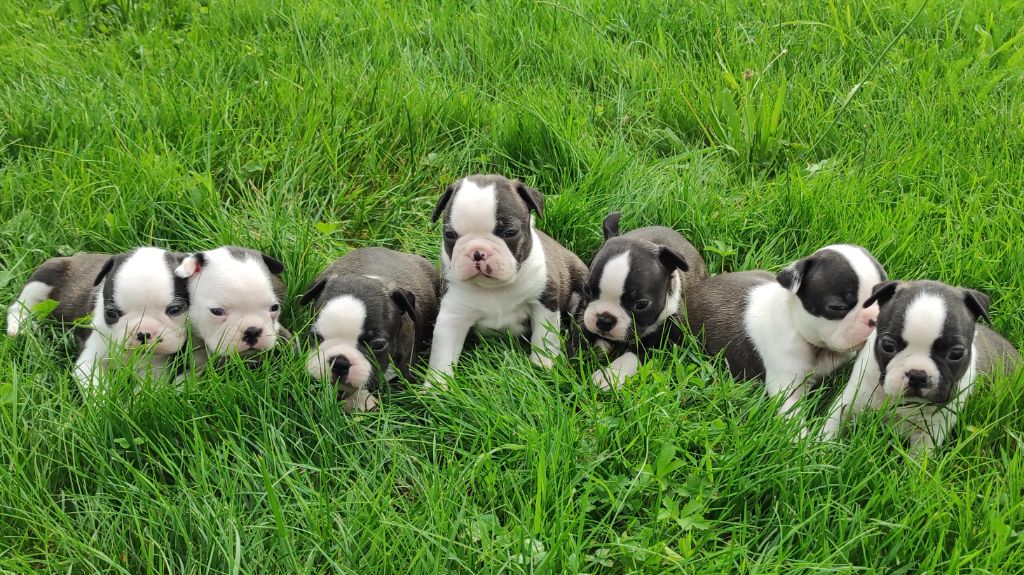 De Goute Agude - Les chiots de Stella et Reglisse sont nés !