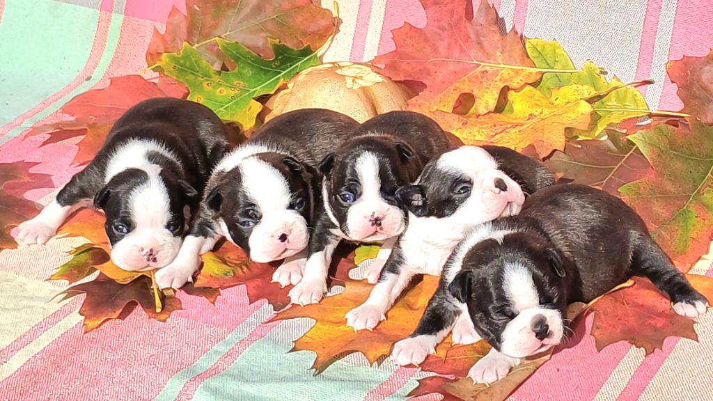 De Goute Agude - Les chiots sont nés !