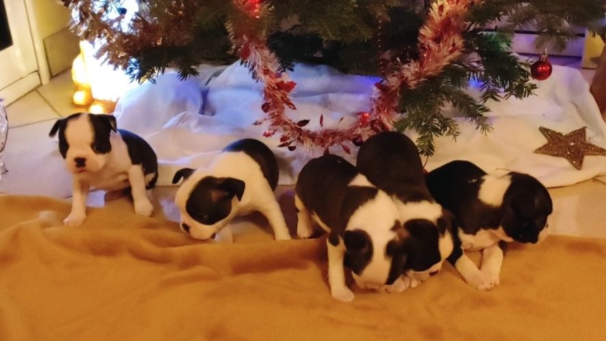 De Goute Agude - Les derniers chiots de l'année sont magnifiques.