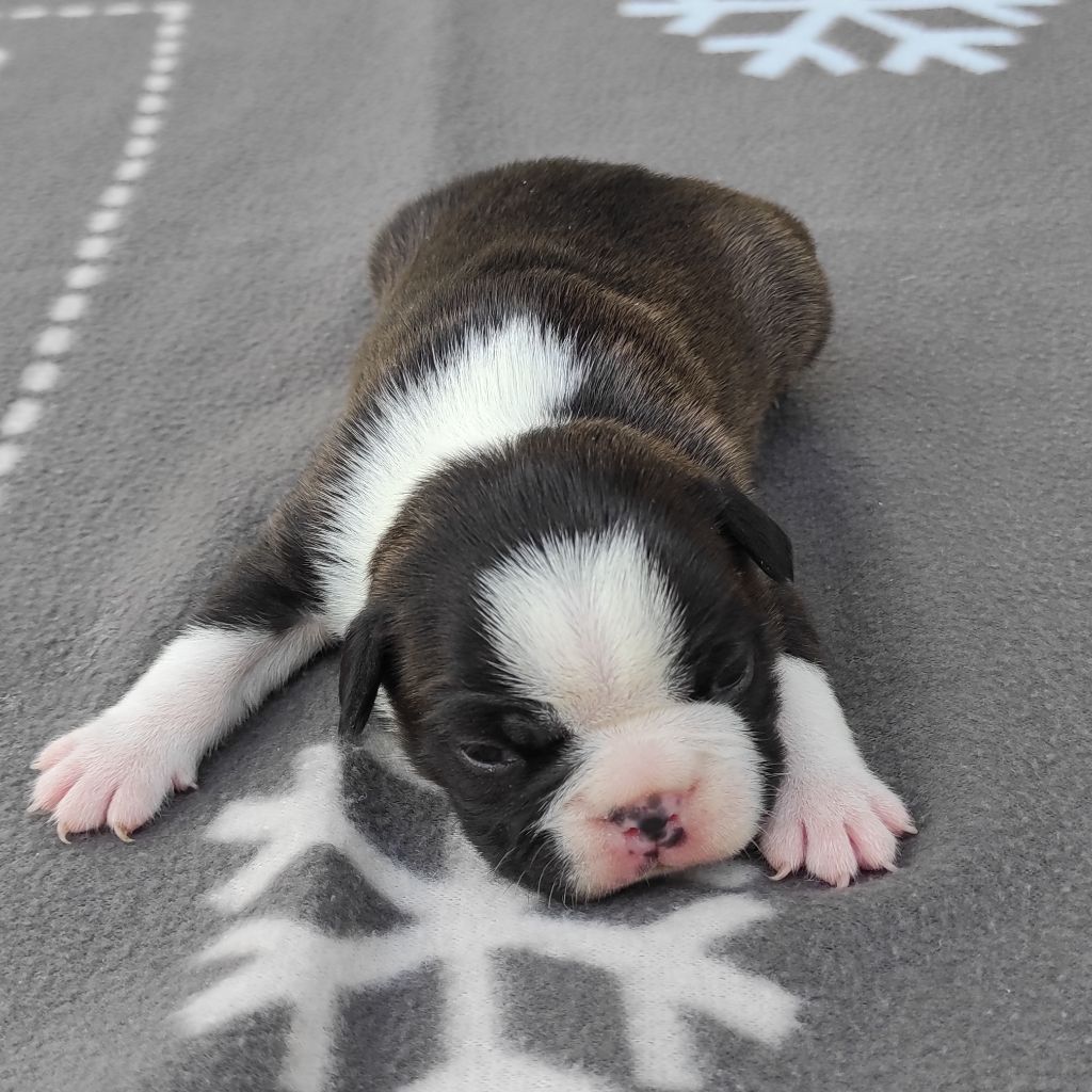 De Goute Agude - Les chiots de Roxy et Réglisse sont nés.