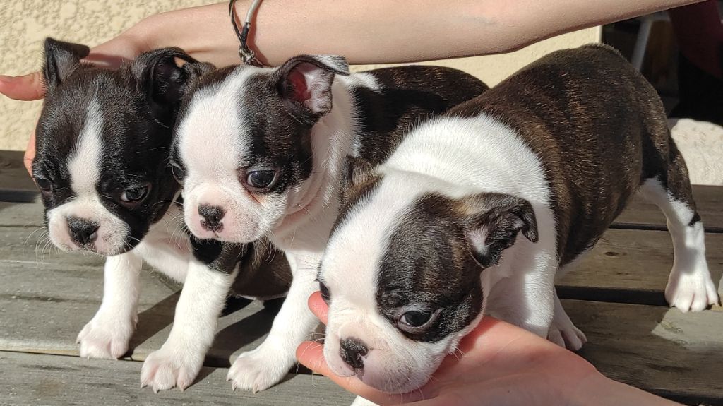 De Goute Agude - Des bébés arrivent.