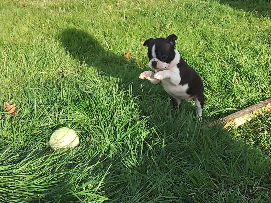De Goute Agude - Des chiots disponibles immédiatement. 